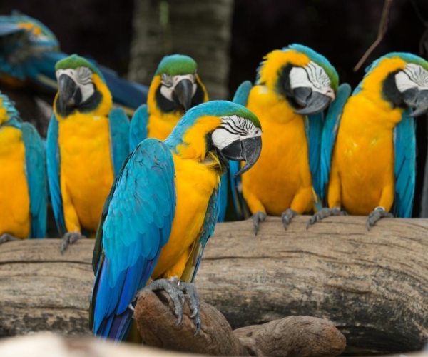 Eine Gruppe von Papageien
